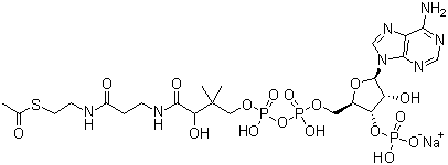 乙酰辅酶 A 钠盐结构式_102029-73-2结构式