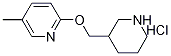 5-Methyl-2-(piperidin-3-ylmethoxy)-pyridine hydrochloride Structure,1185308-79-5Structure